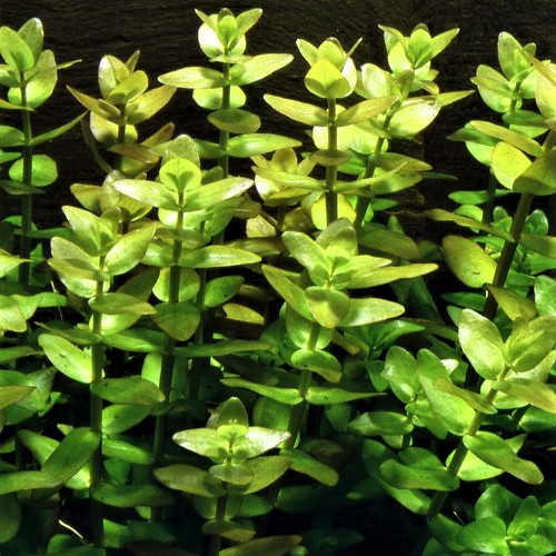 Bacopa caroliniana - Water Bacopa in pot