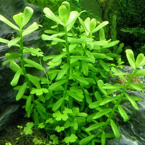Bacopa crenata - Dentated Water Hyssop in pot
