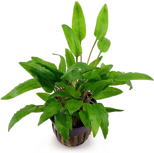 Cryptocoryne wendtii green in pot