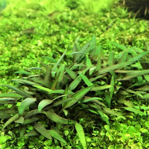 Cryptocoryne lucens in pot
