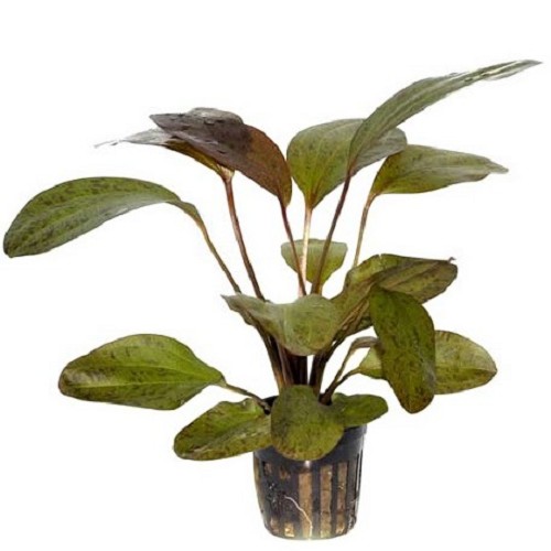 Echinodorus ozelot red in pot