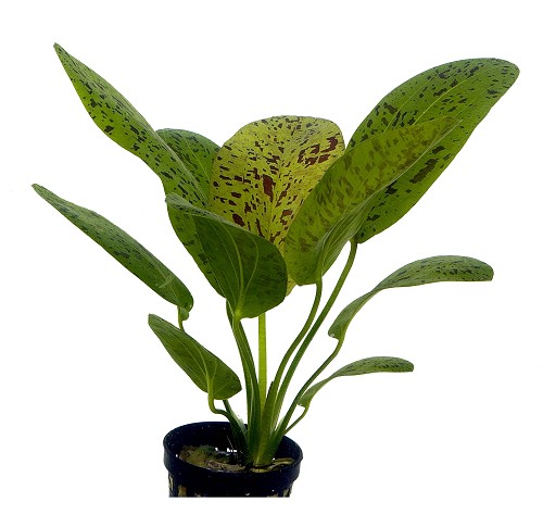 Echinodorus ozelot green in pot