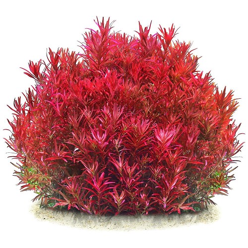 Rotala bloodred in pot