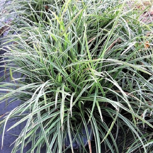 Ophiopogon japonica variegatus in pot