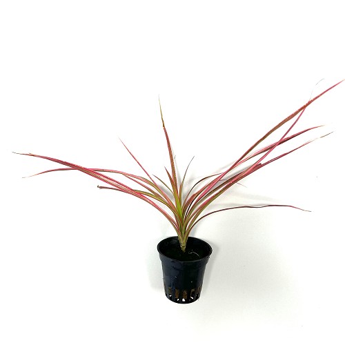 Dracena marginata red  in pot