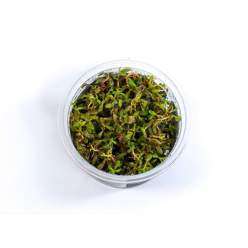 Rotala sp. Yao Yai Epaqvitro 100 ml.@