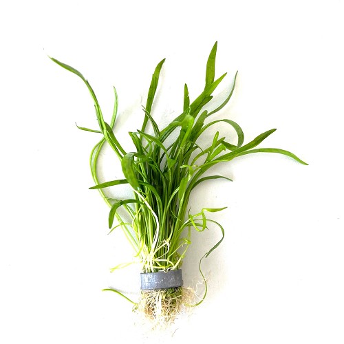 Lilaeopsis (novea zealandiae) in bunch