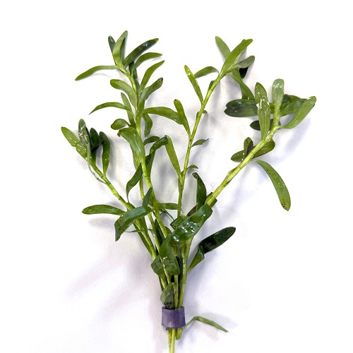 Heteranthera zosteraefolia - Star Grass