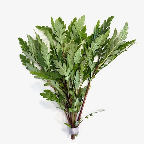 Hygrophila pinnatifida