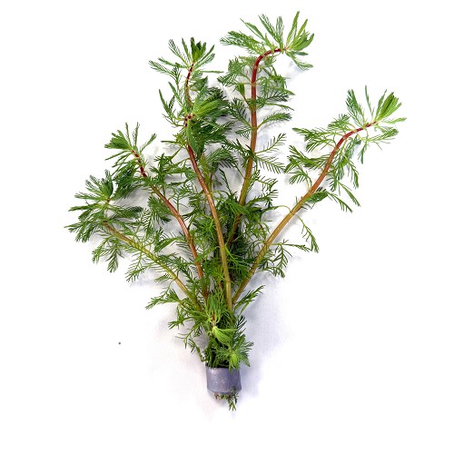 Myriophyllum brasilliensis