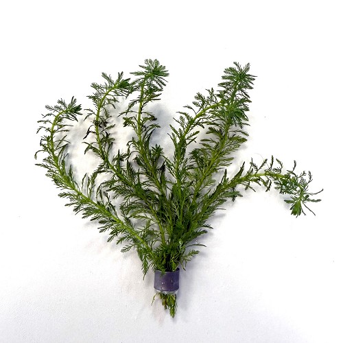 Myriophyllum guyana in bundel