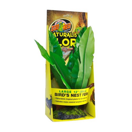 Bird Nest Fern 30cm