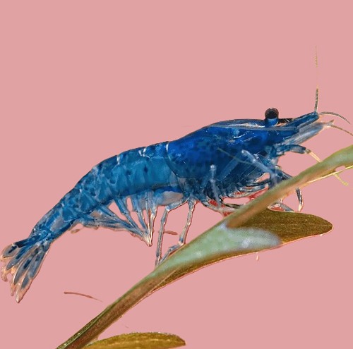 Neocaridina cherry - Blue Cherry shrimp