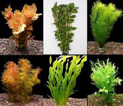 20 bundel Limnophila sessiliflora 
20 bundel Egeria densa
10 bundel Vallisneria