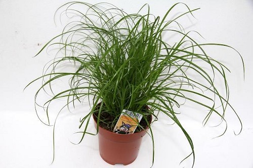 Kattengras Cyperus per 12 op tray
