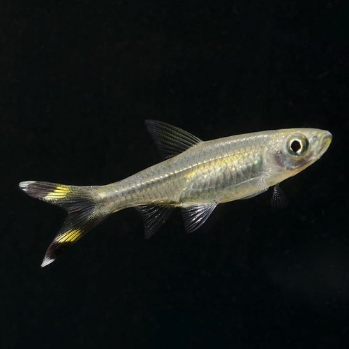 Rasbora trilineata - Scissortail rasbora m