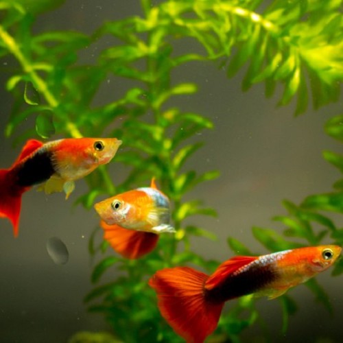 Poecilia reticulatus, Lebistes reticulatus - Guppy male red/blue