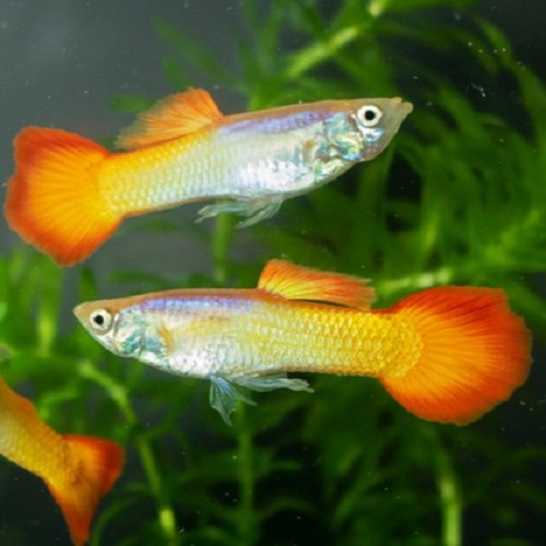 Poecilia reticulatus, Lebistes reticulatus - Guppy micariff sunset