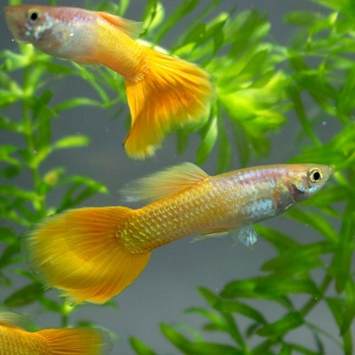Poecilia reticulatus, Lebistes reticulatus - Guppy micariff yellow