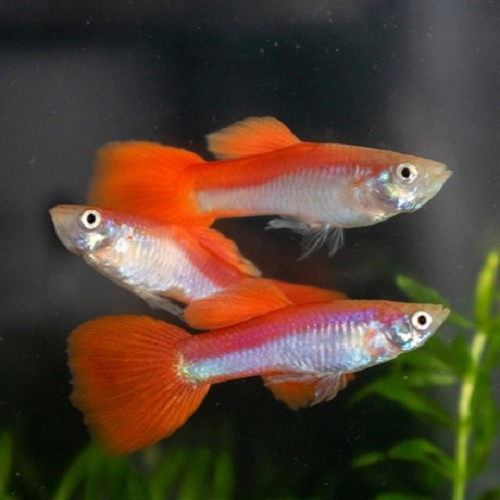 Poecilia reticulatus, Lebistes reticulatus - Guppy rainbow
