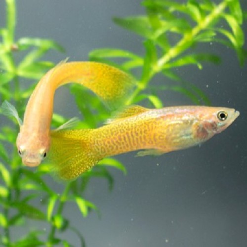 Poecilia reticulatus, Lebistes reticulatus - Guppy yellow golden cobra M