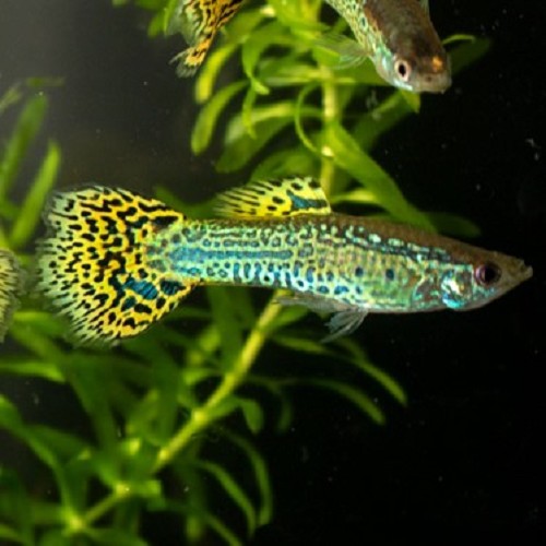 Poecilia reticulatus, Lebistes reticulatus - Guppy green cobra