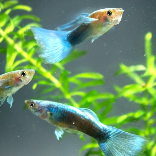 Poecilia reticulatus, Lebistes reticulatus - Guppy neon green