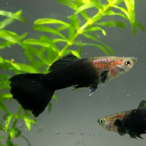 Poecilia reticulatus, Lebistes reticulatus - Guppy black tail