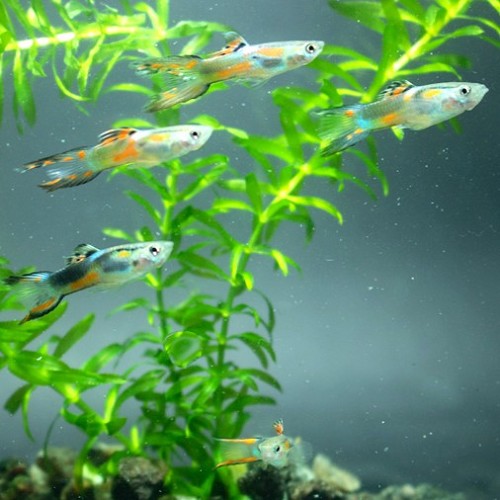 Poecilia wingei male - Guppy endler male mix