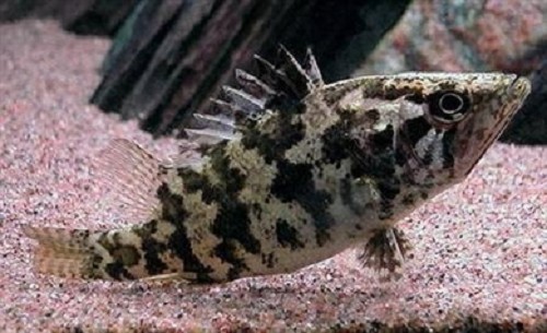 Nandus nandus  Bladvis M