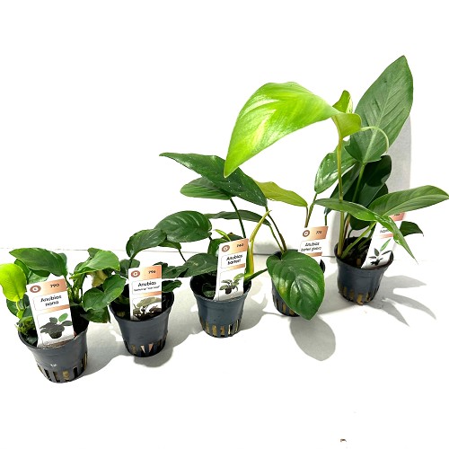 Plant package Anubias 5x6 pc.