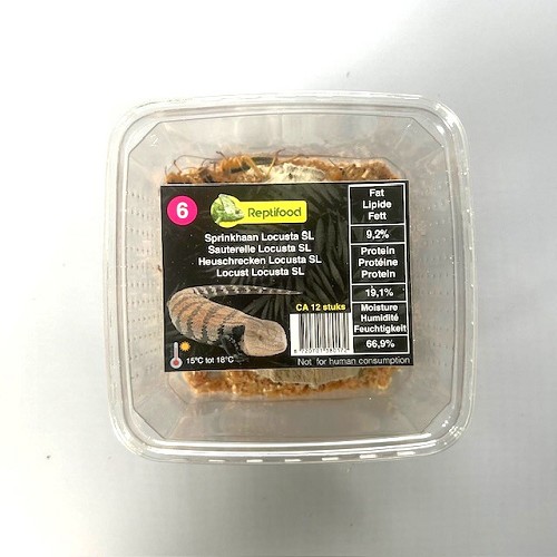Sprinkhaan Locusta maat 6 in doosje