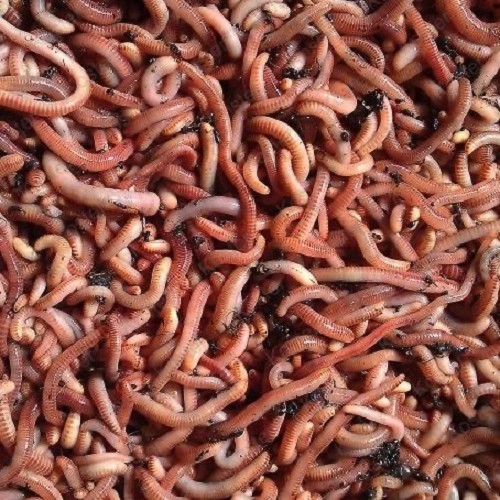 Worms 200 gram