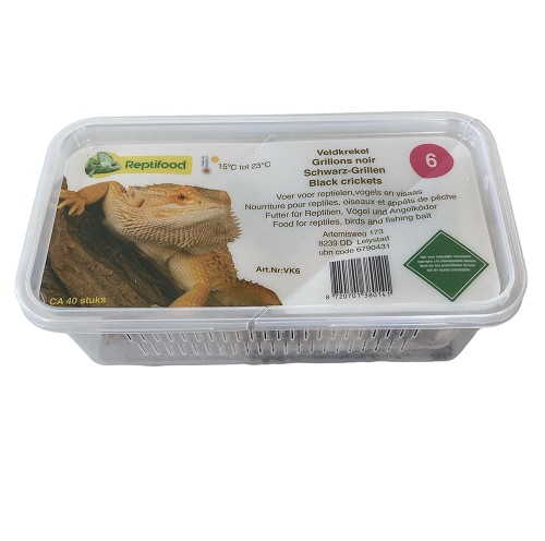 Field cricket size 6