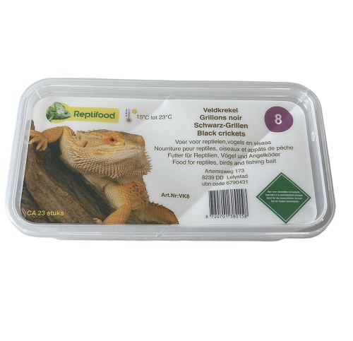 Field crickets size 8