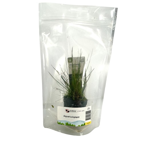 Eleocharis parvula