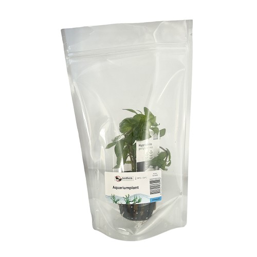 Hygrophila polysperma - Dwarf Hygrophila in bag