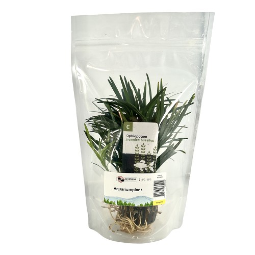 Ophiopogon japonica in pot