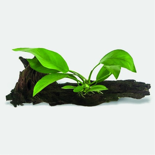 Anubias on stonewood S