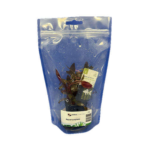 Alternanthera reineckii mini - Magenta Water Hedge mini in bag