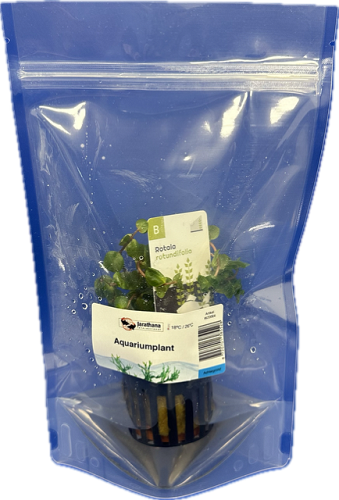 Rotala rotundifolia in bag