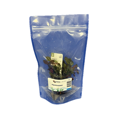 Ludwigia palustrusi super red in stazak