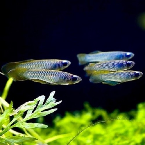 Aplocheilichthys normani - Norman's lampeye L