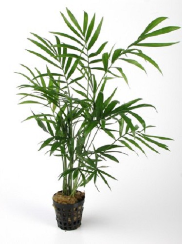 Chamaedorea Elegans In Pot - Achtergrond - Jarathana