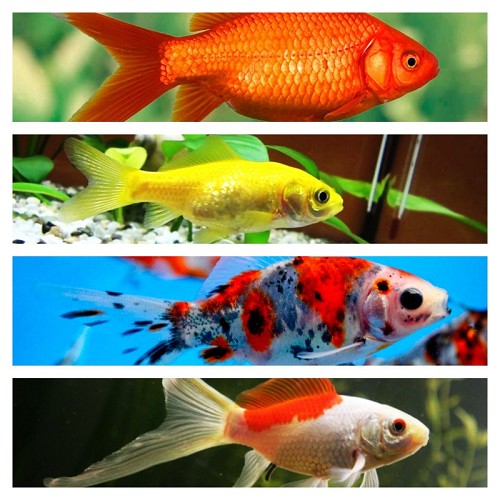 Goldfish mix 4-6 cm