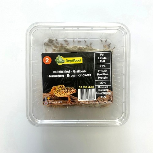 House cricket size 2 in box