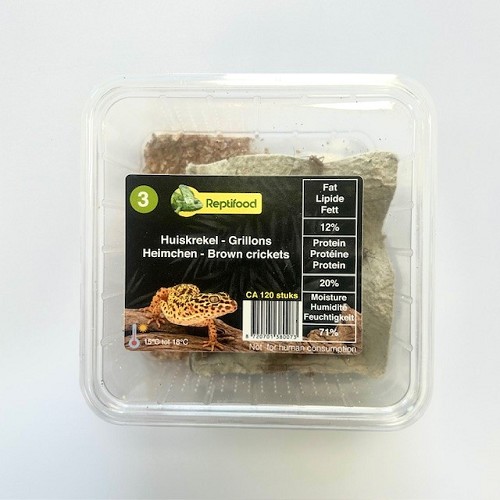 House cricket size 3 in box