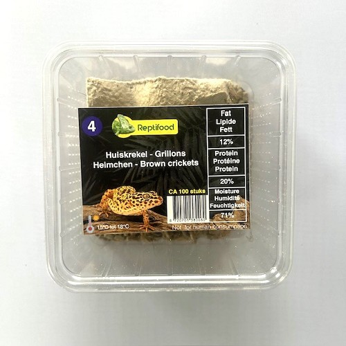 House cricket size 4 in box