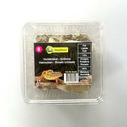 House cricket size 8 in box