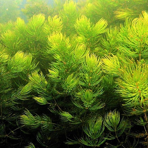 Ceratophillum demersum - Common Hornwort bunch